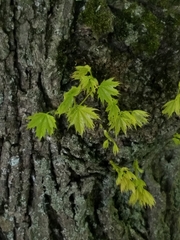 Acer platanoides