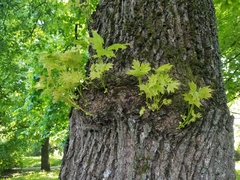 Acer platanoides