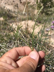 Astragalus gracilis