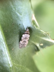 Taygete attributella