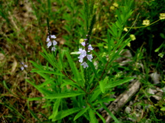 Verbena simplex