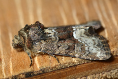 Oligia versicolor