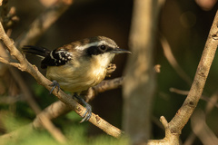 Formicivora littoralis
