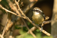 Formicivora littoralis