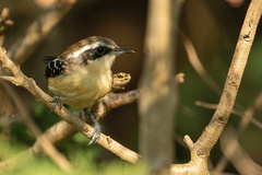 Formicivora littoralis