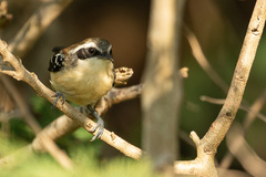 Formicivora littoralis