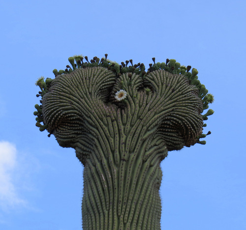 Carnegiea gigantea