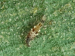 Chrysoperla comanche