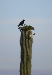 Progne subis hesperia