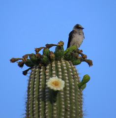 Progne subis hesperia