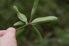 Faurea rubriflora image