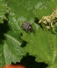 Curculionidae