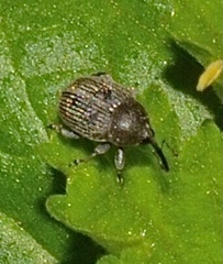 Curculionidae