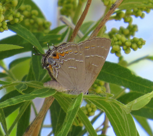 Soapberry Hairstreak photo 3