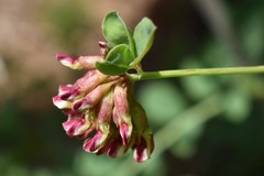 Hosackia crassifolia crassifolia