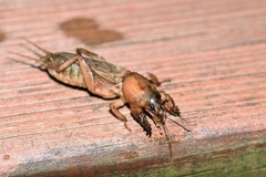 Gryllotalpa africana