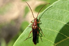 Neobellamira delicata