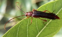 Neobellamira delicata