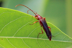 Neobellamira delicata