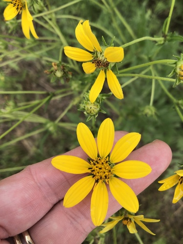 Engelmannia peristenia