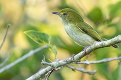 Hemitriccus nidipendulus