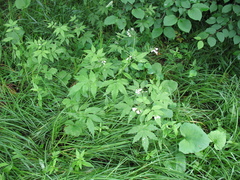 Cardamine leucantha