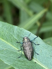 Actenodes acornis