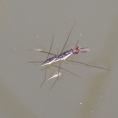 Limnogonus cereiventris