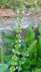 Salvia longispicata