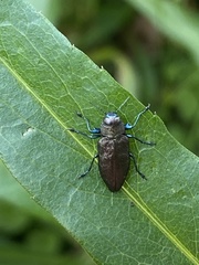 Actenodes acornis
