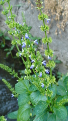 Salvia longispicata