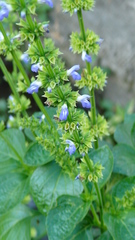 Salvia longispicata
