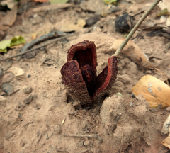 Prosopanche americana