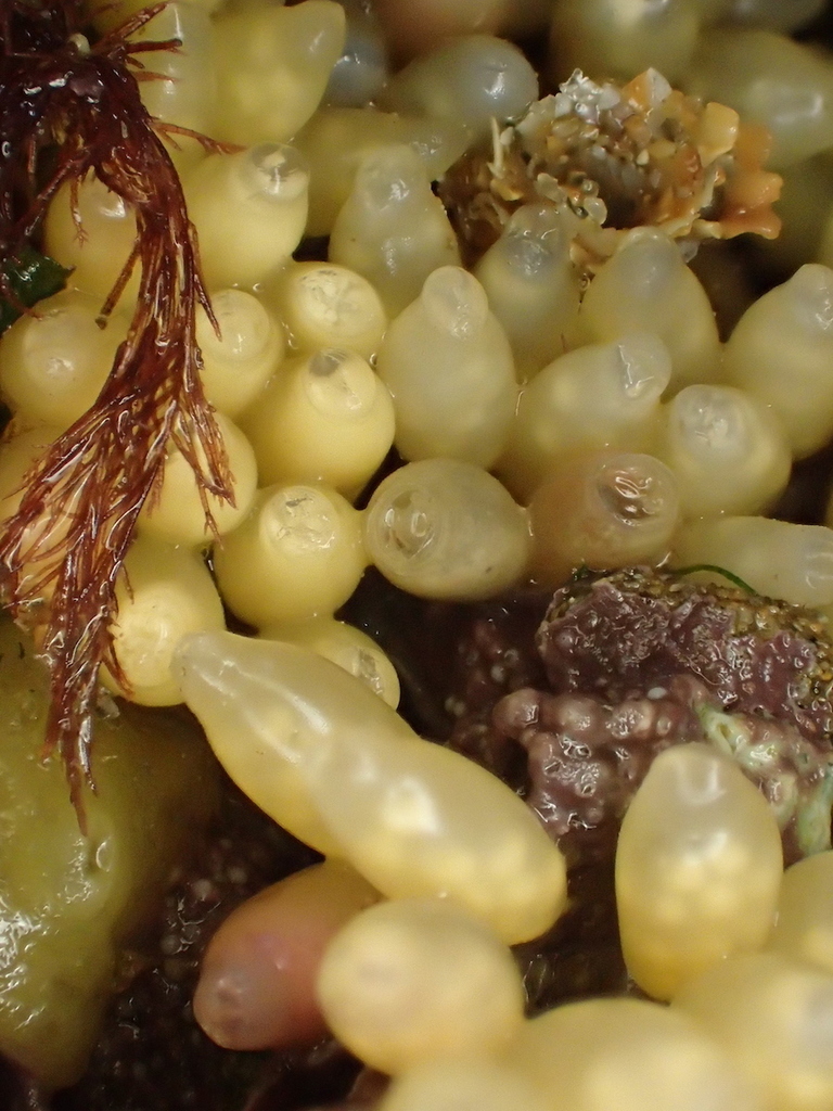Dog Whelk