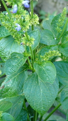 Salvia longispicata