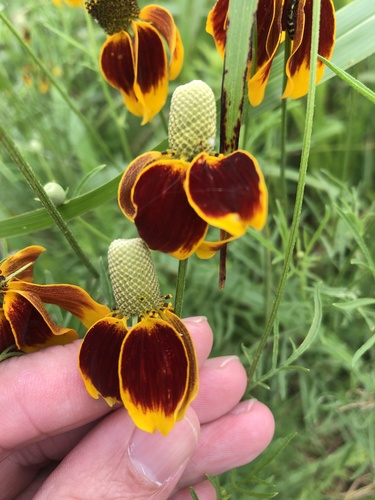 Ratibida columnifera