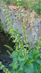 Salvia longispicata