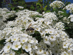 Andrena crataegi