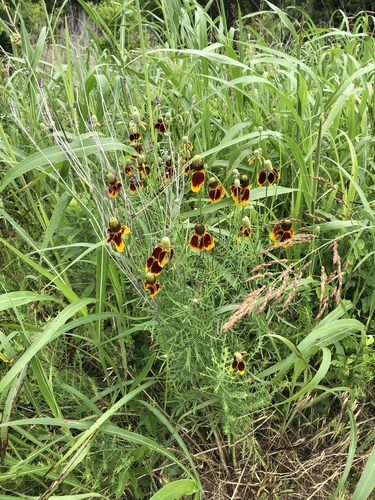 Ratibida columnifera