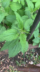 Urtica dioica