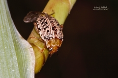 Calotheca