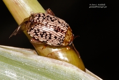 Calotheca
