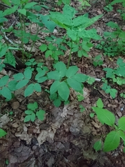 Aegopodium podagraria