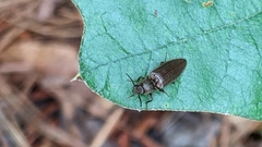 Dixicollis divaricatus