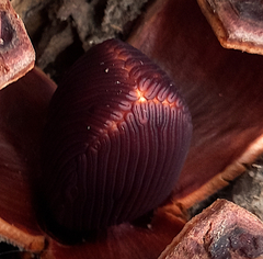 Prosopanche americana