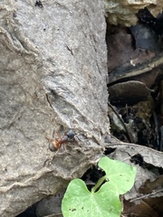 Camponotus novaeboracensis