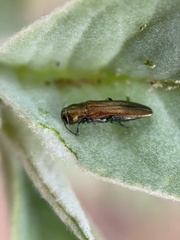 Agrilus lacustris