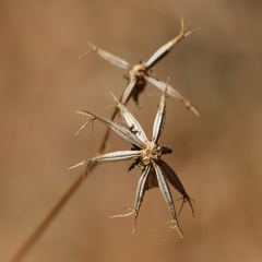 Cosmos crithmifolius