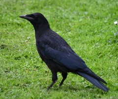 Corvus frugilegus