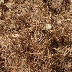Cosmos crithmifolius